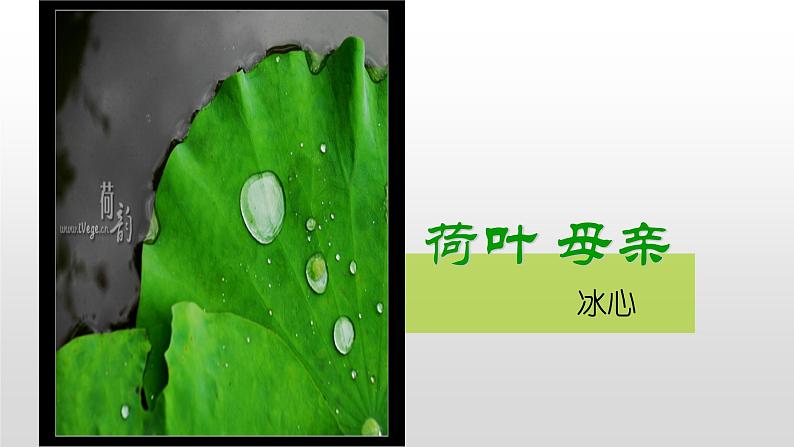 部编版七年级上册语文7《散文诗二首》（荷叶母亲）课件PPT01