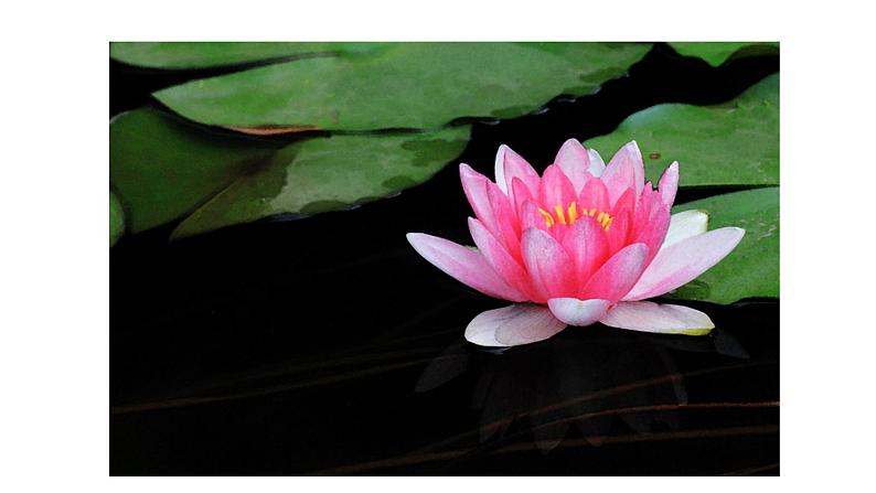 部编版七年级语文上册-第二单元 7.2 荷叶·母亲 （课件）03