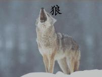 初中语文人教部编版七年级上册18 狼课文ppt课件
