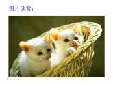 部编版语文七年级上册 16  猫（课件+教案+朗读）