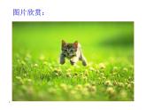 部编版语文七年级上册 16  猫（课件+教案+朗读）