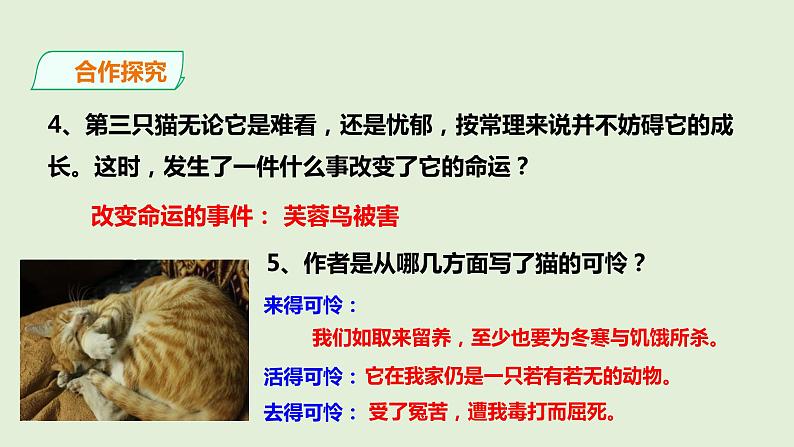 部编版七年级语文上册16.猫（共2课时）课件PPT07