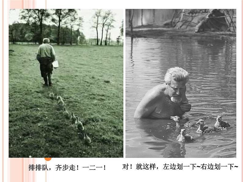 部编版（五四）语文七年级上 17 动物笑谈（课件）02