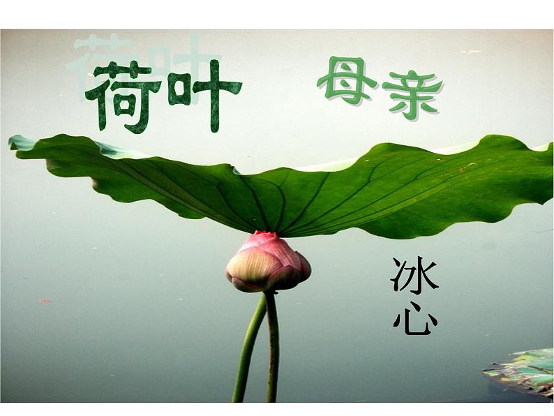 2021-2022学年部编版语文七年级上册 第7课《散文诗二首-荷叶母亲》课件（共24页）第2页