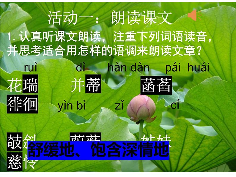 2021-2022学年部编版语文七年级上册 第7课《散文诗二首-荷叶母亲》课件（共24页）第5页