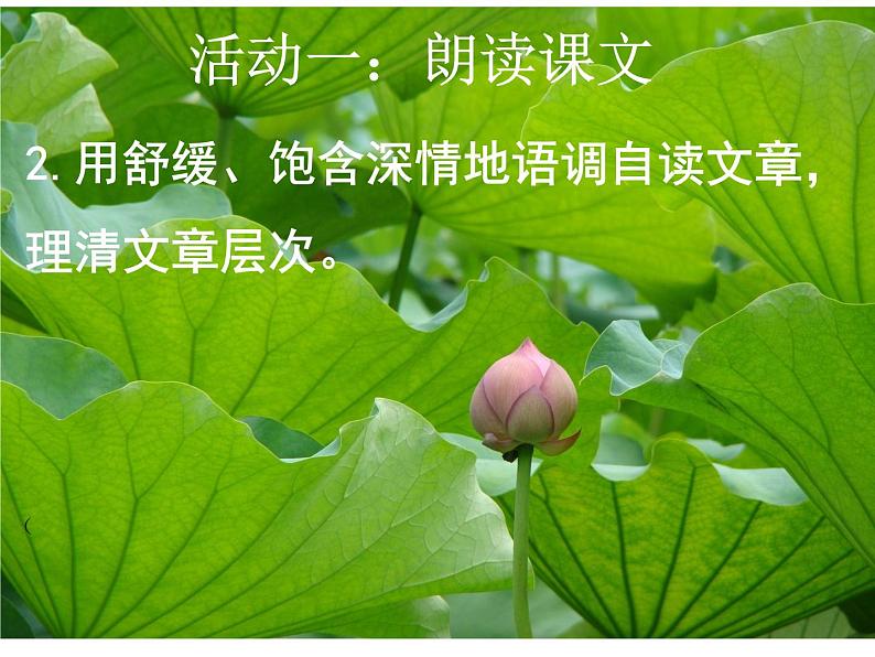 2021-2022学年部编版语文七年级上册 第7课《散文诗二首-荷叶母亲》课件（共24页）第6页