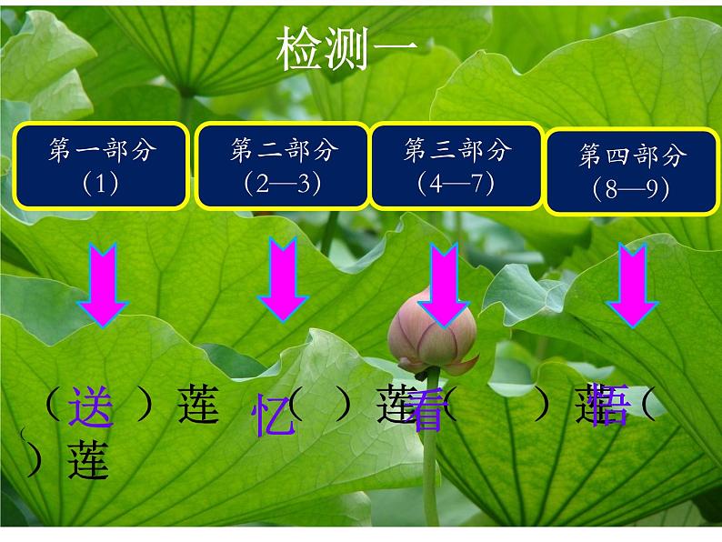 2021-2022学年部编版语文七年级上册 第7课《散文诗二首-荷叶母亲》课件（共24页）第7页