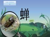 部编版（五四）语文八年级上 20.蝉（课件）