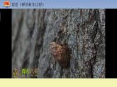 部编版（五四）语文八年级上 20.蝉（课件）