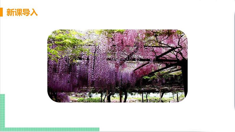 2021年语文人教部编版 七年级下册第五单元18.紫藤萝瀑布 课件04