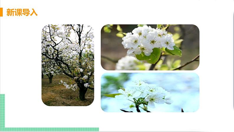 2021年语文人教部编版 七年级下册第四单元15 驿路梨花 课件第3页