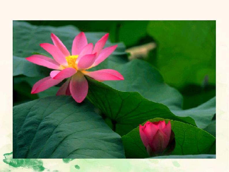 七年级语文下册 4.16 爱莲说 课件（人教部编版）第5页