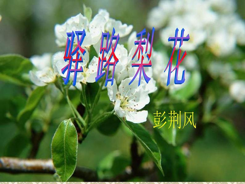 七年级下册第四单元《驿路梨花》课件2（人教部编版）第1页