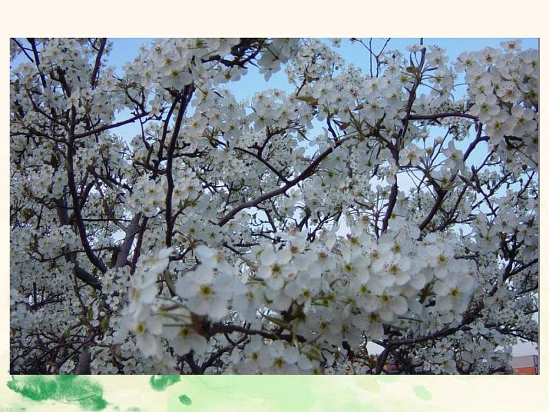 七年级语文下册 4.14 驿路梨花 课件（人教部编版）第3页