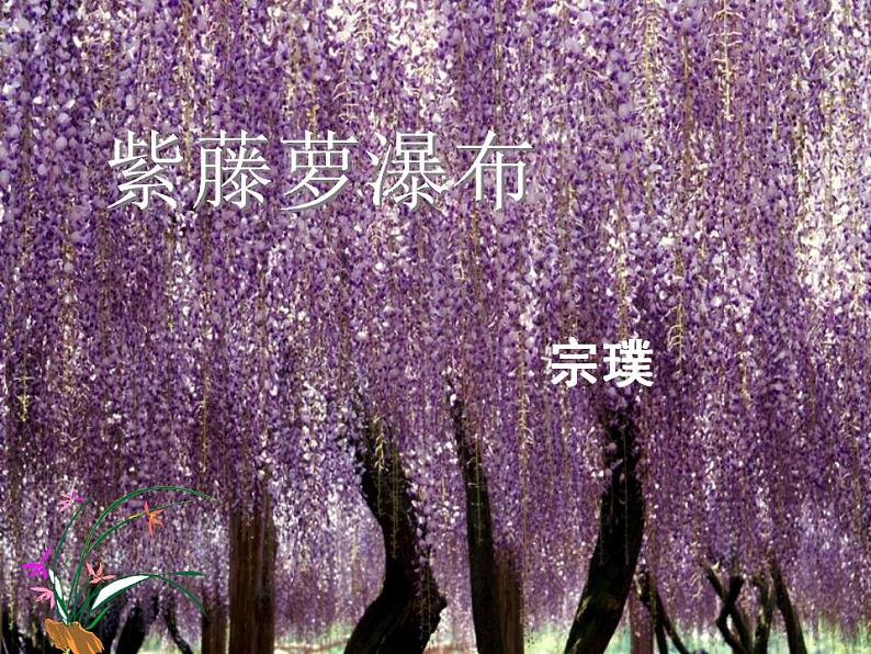 七年级下册第五单元《紫藤萝瀑布》课件2（人教部编版）01