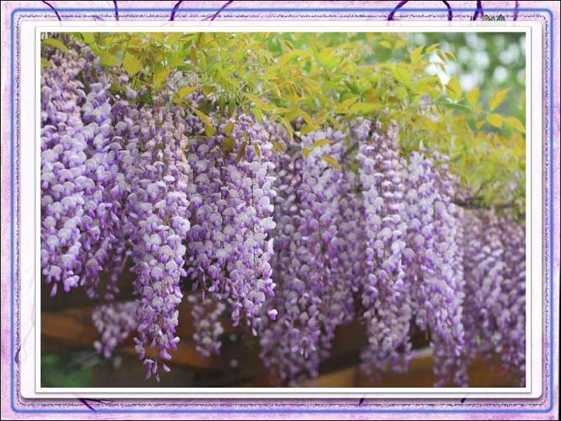 七年级下册第五单元《紫藤萝瀑布》课件2（人教部编版）08