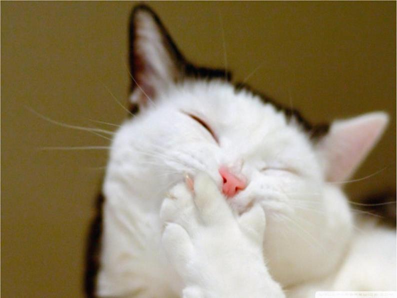 第16课《猫》课件（共34张PPT） 2021—2022学年部编版语文七年级上册04