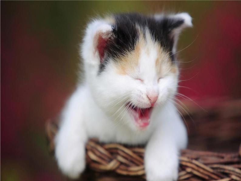 第16课《猫》课件（共34张PPT） 2021—2022学年部编版语文七年级上册05