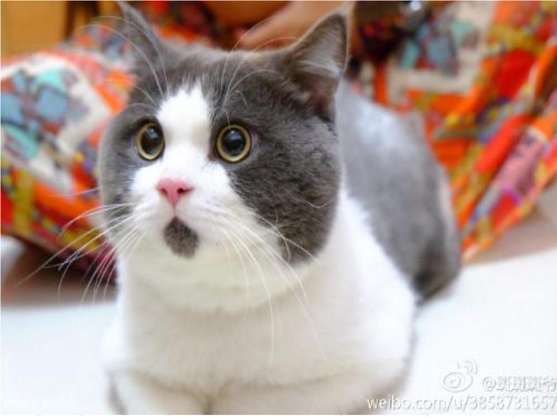 第16课《猫》课件（共34张PPT） 2021—2022学年部编版语文七年级上册06