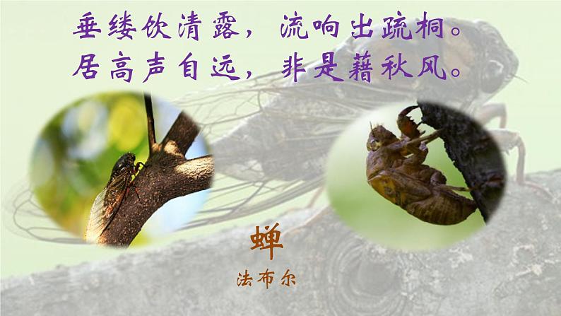 部编版语文八年级上册教学课件蝉01