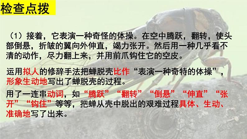 部编版语文八年级上册教学课件蝉08