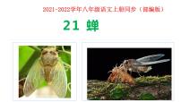 初中语文人教部编版八年级上册第五单元21* 蝉课堂教学ppt课件