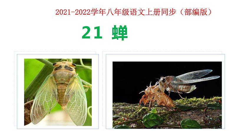 部编版八年级上册语文--21 蝉 课件（共33张PPT）01