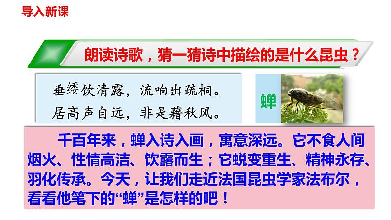 部编版八年级上册语文--21 蝉 课件（共33张PPT）02