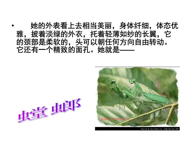 第五单元名著《昆虫记》课件   2021-2022学年部编版语文八年级上册06