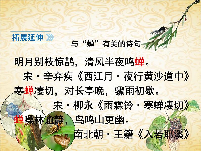 21 蝉-2021-2022学年八年级语文上册课件（部编版）第2页