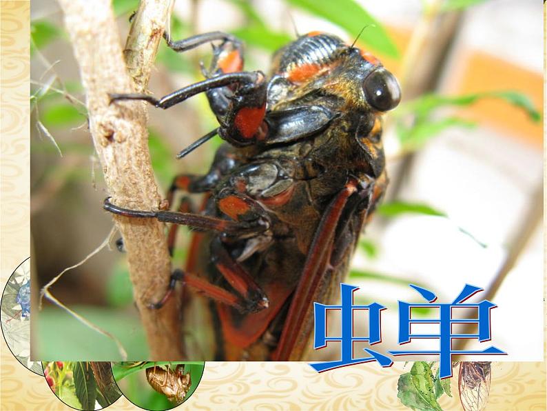 21 蝉-2021-2022学年八年级语文上册课件（部编版）第4页