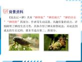 2021-2022学年度人教版八年级语文上册课件 21 蝉
