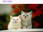 16猫课件PPT