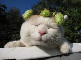 16猫课件PPT