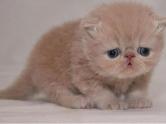 16猫课件PPT