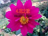 2021-2022学年初中语文人教部编版（五四）六年级上册 4花之歌 课件