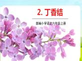 2021-2022学年初中语文人教部编版（五四）六年级上册 2丁香结 课件