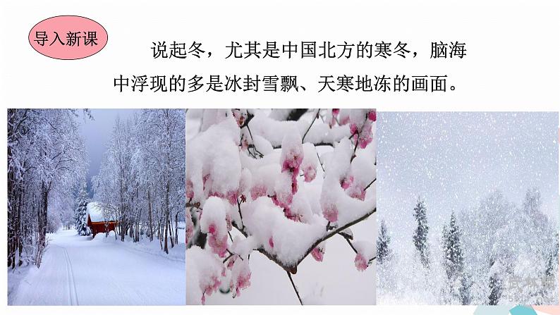 人教版语文七年级上册  2济南的冬天【教学课件+教案+学案+素材】02