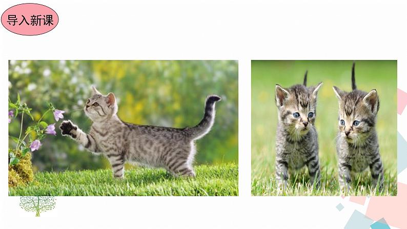 人教版语文七年级上册  16猫【教学课件+教案+学案+素材】02