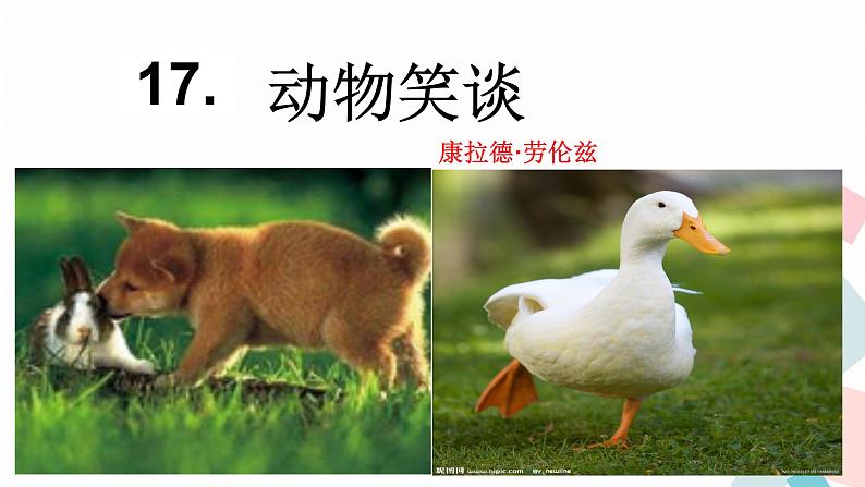 人教版语文七年级上册  17动物笑谈【教学课件+教案+学案+素材】01