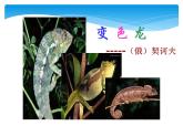 人教部编版九年级下册第6课 变色龙（课件+教案+练习+知识归纳+音频）