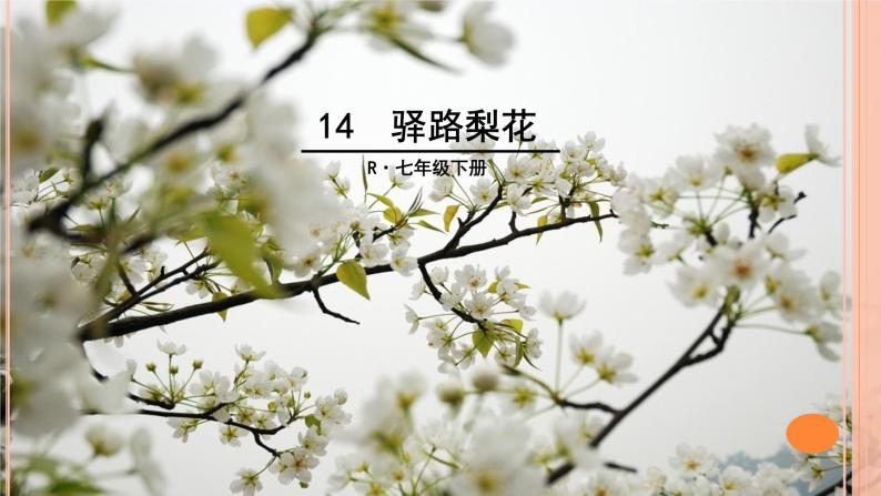 人教部编版七年级下册15驿路梨花优质ppt课件