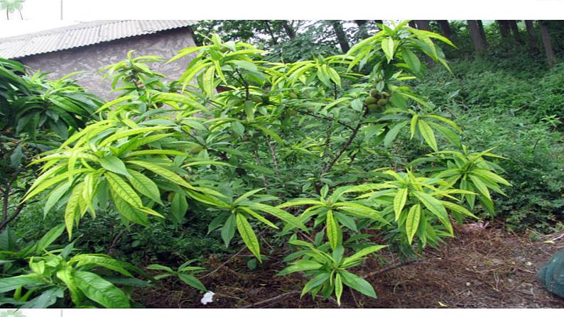 19 一棵小桃树 2课时课件(共62张PPT)+教案+导学案+同步检测+素材02