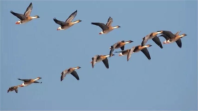 7大雁归来第3页