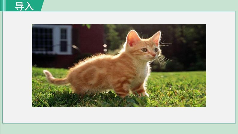 16《猫》课件+素材01