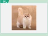 16《猫》课件+素材
