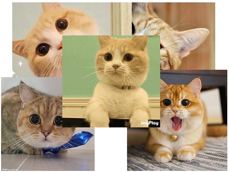 七年级上册 第五单元 16《猫》课件PPT第3页