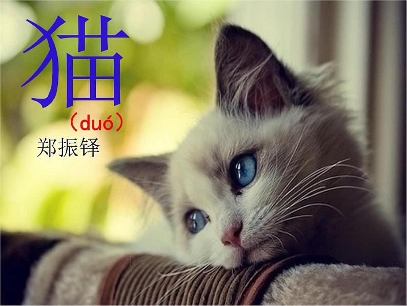 七年级上册 第五单元 16《猫》课件PPT第4页