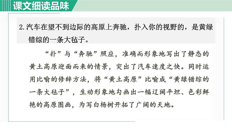 15. 白杨礼赞 第2课时第3页