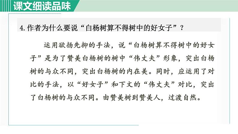 15. 白杨礼赞 第2课时第5页